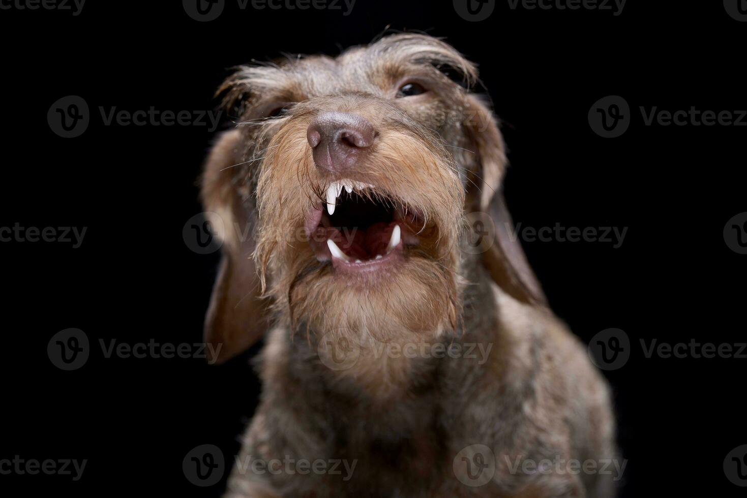 Portrait of an angry wire haired Dachshund photo