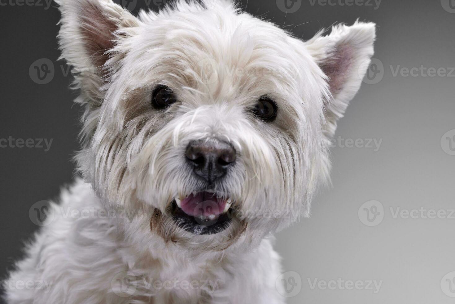 retrato de un adorable Oeste tierras altas blanco terrier foto