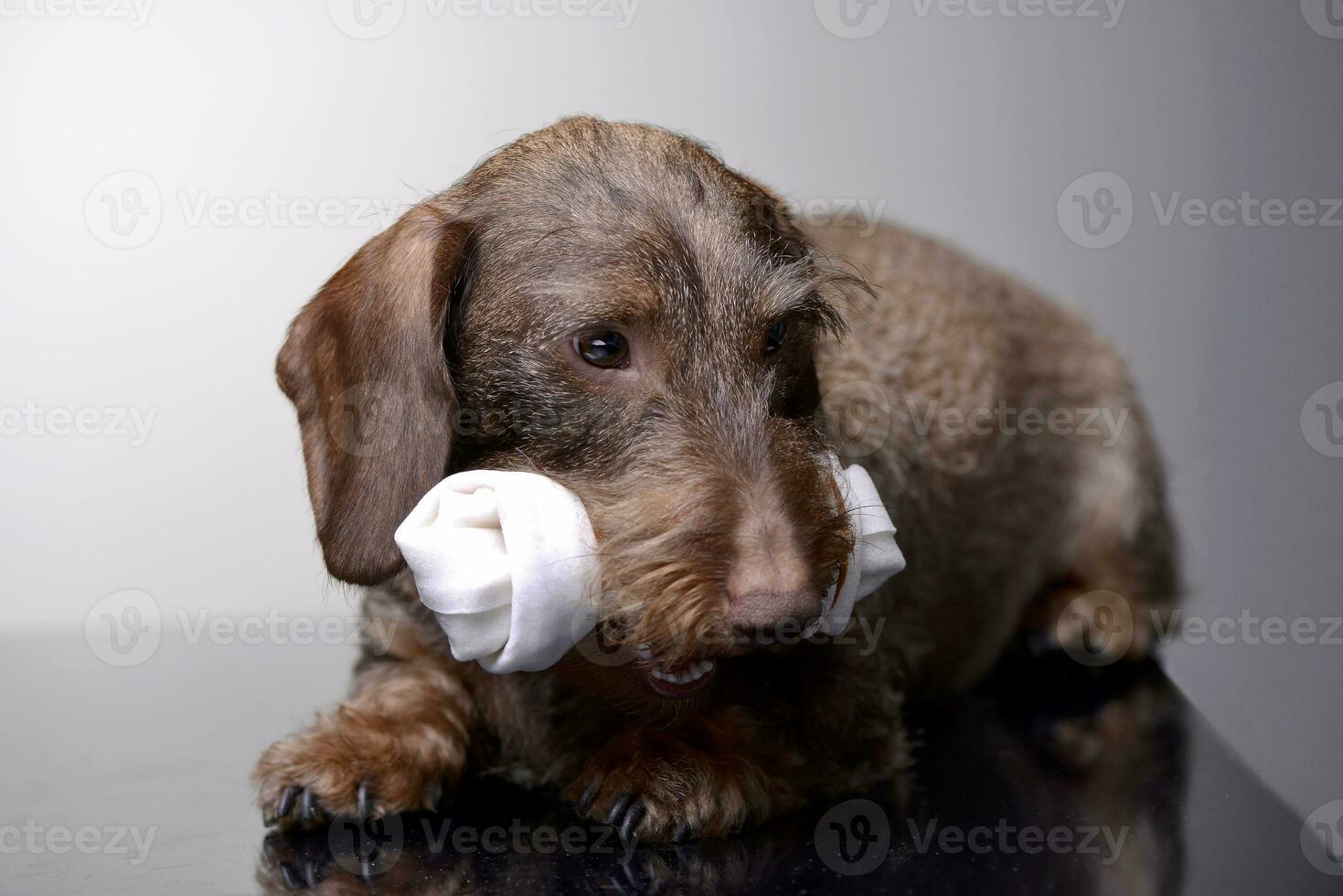 An adorable Dachshund holding a clothes in her mouth photo