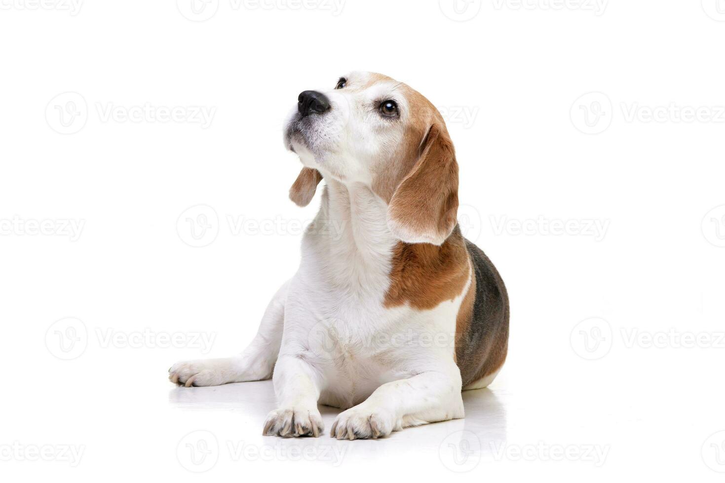 Studio shot of an adorable beagle photo