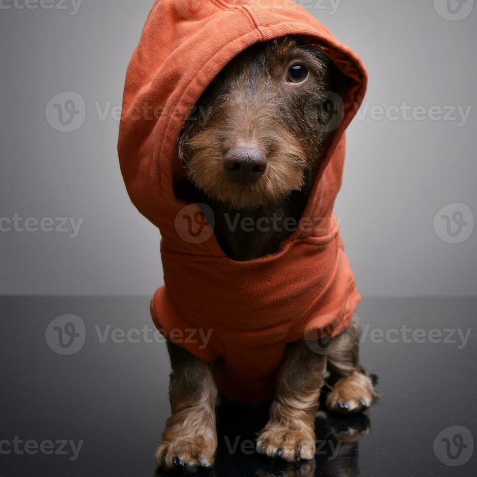 un linda perro tejonero perrito vistiendo naranja ropa foto