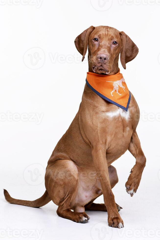 Studio shot of an adorable Hungarian Vizsla photo