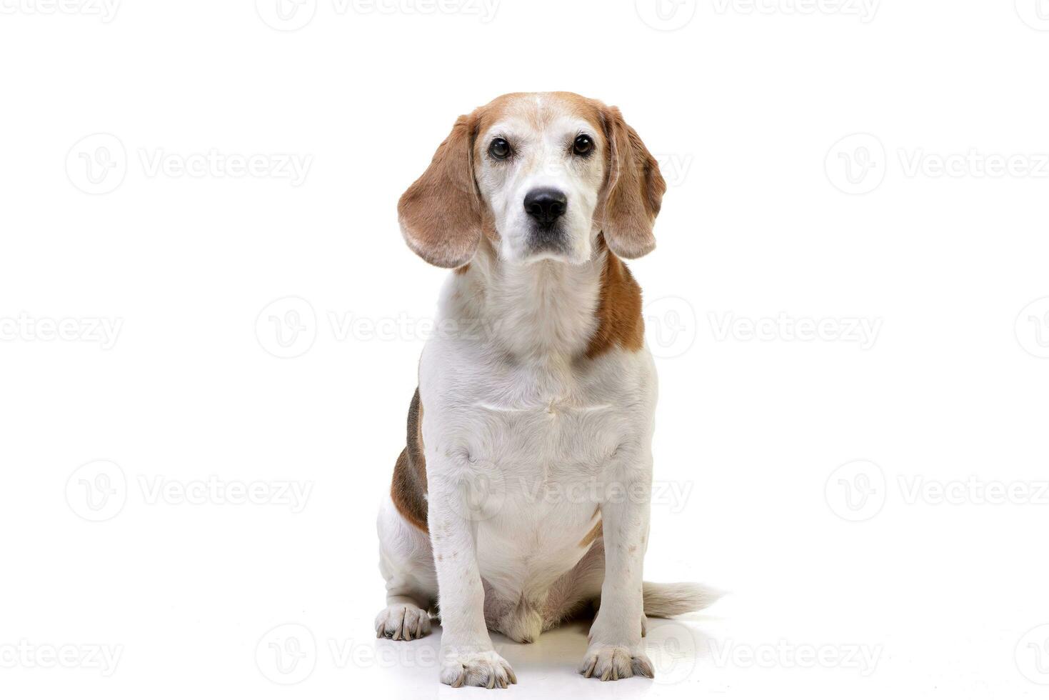 Studio shot of an adorable beagle photo