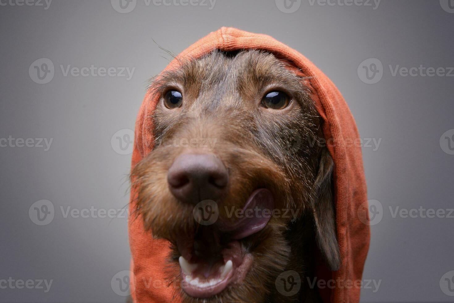 Portrait of a cute Dachshund puppy in orange clothes photo