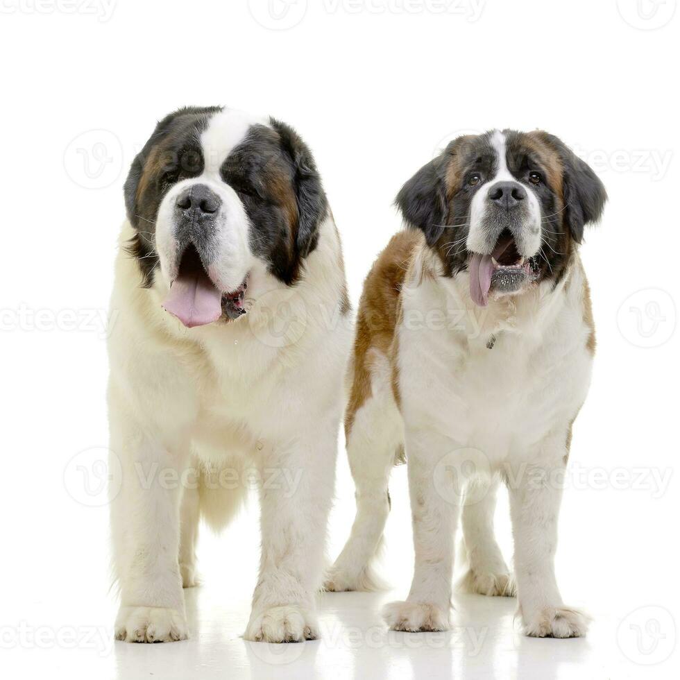 Studio shot of two adorable St. Bernhardshund - Bernhardiner photo