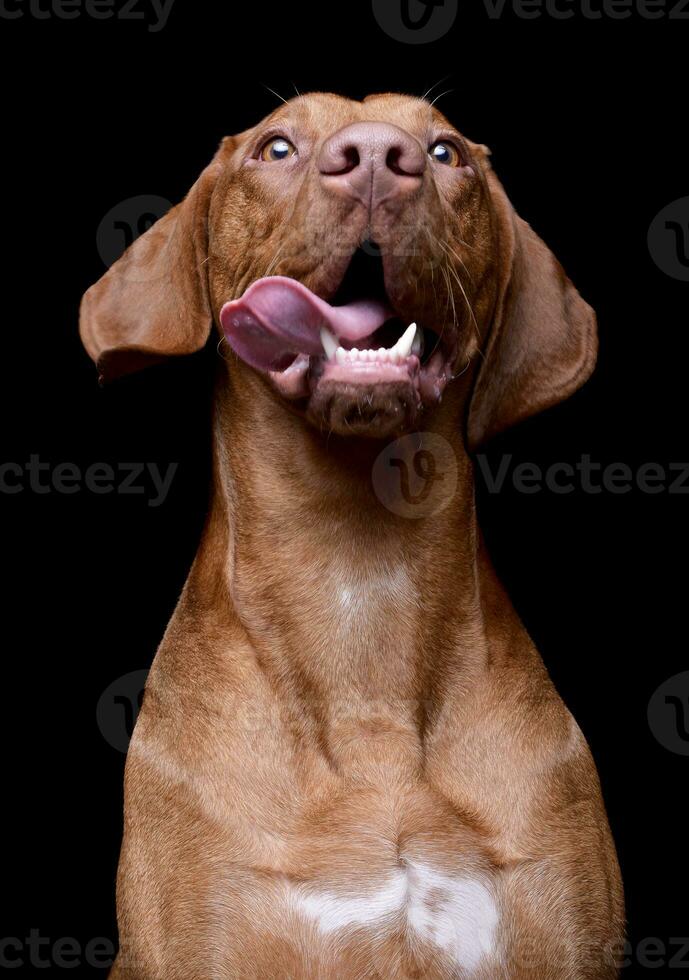 retrato de un adorable magiar vizsla con colgando lengua foto