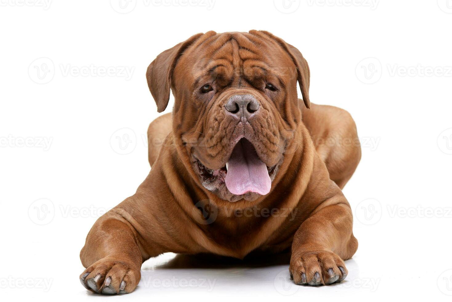 Studio shot of an adorable Dogue de Bordeaux photo