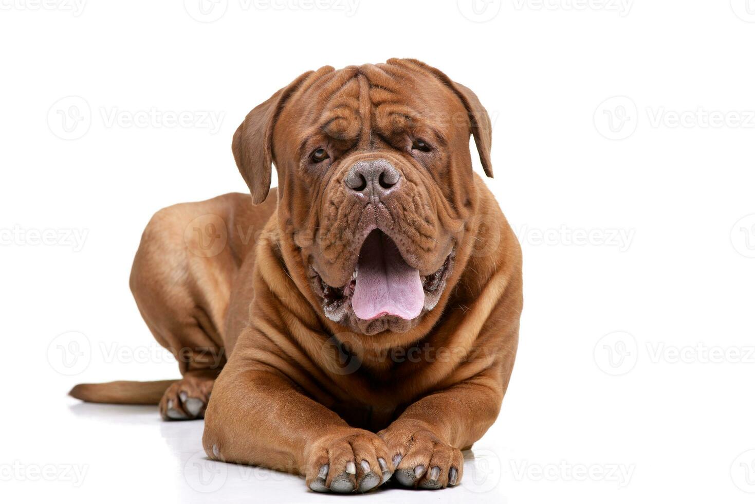 Studio shot of an adorable Dogue de Bordeaux photo