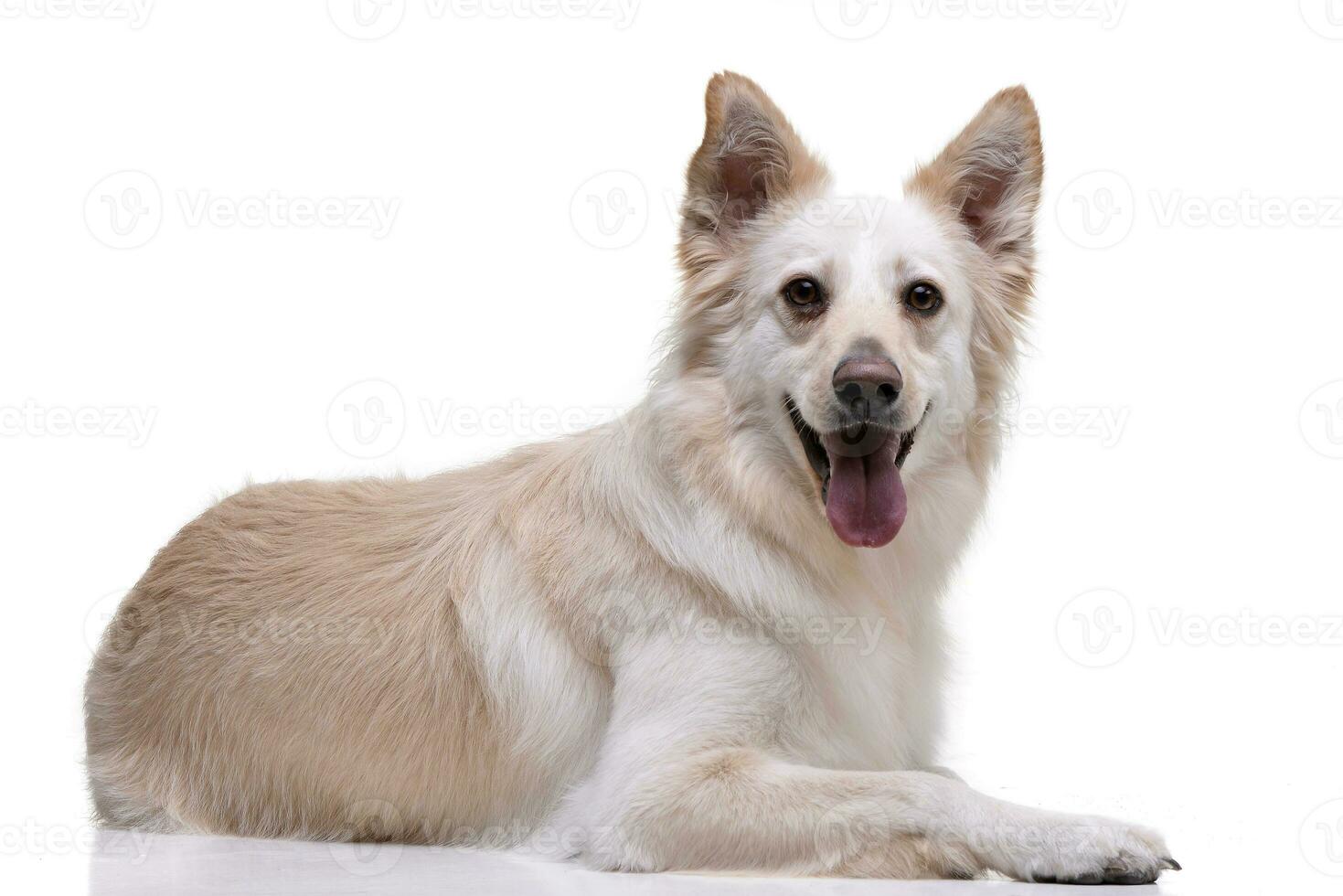 Studio shot of an adorable mixed breed dog photo
