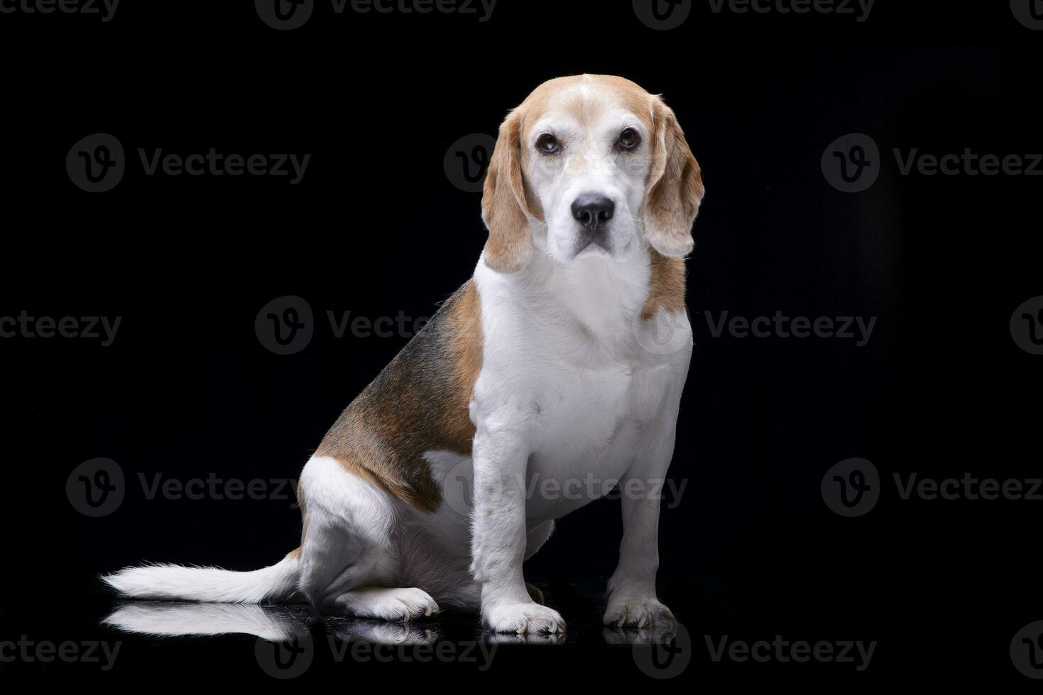 Studio shot of an adorable beagle photo
