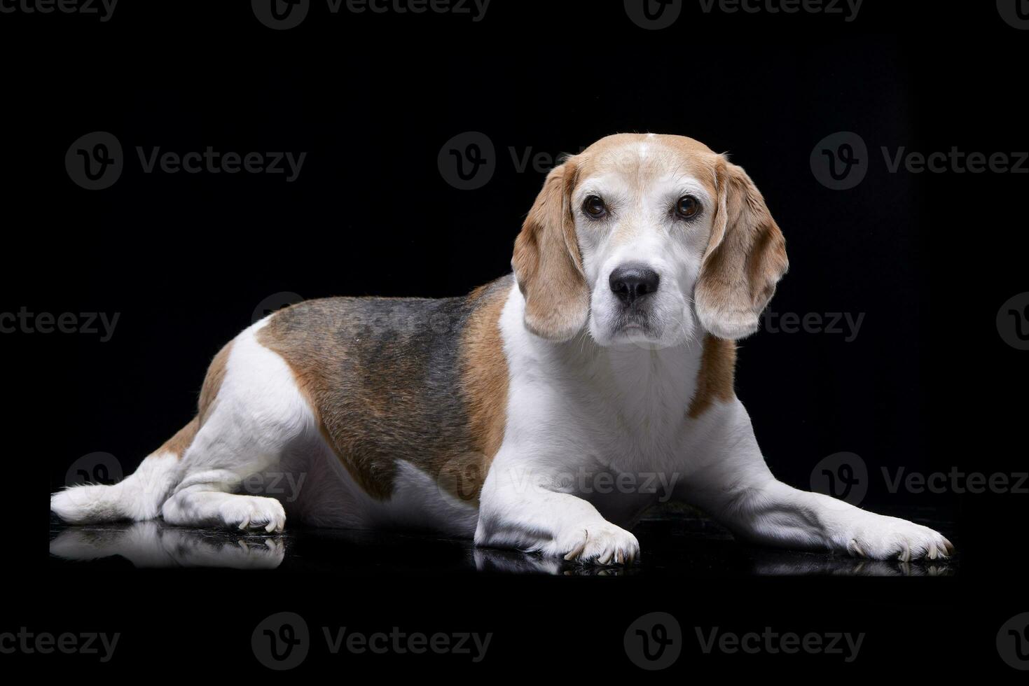 Studio shot of an adorable beagle photo