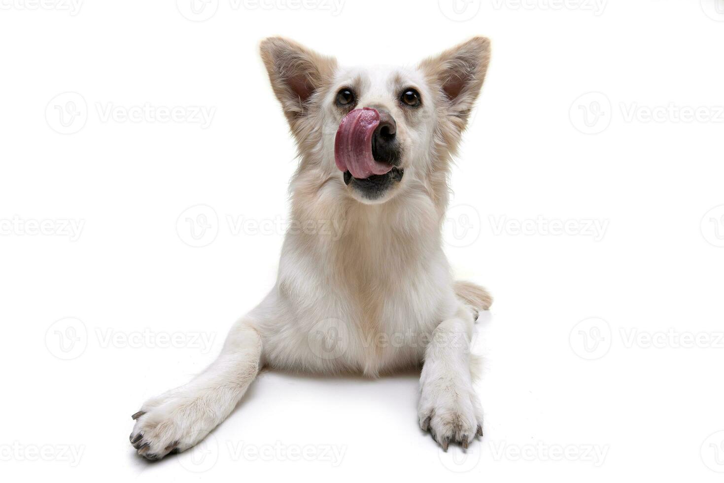 Studio shot of an adorable mixed breed dog photo