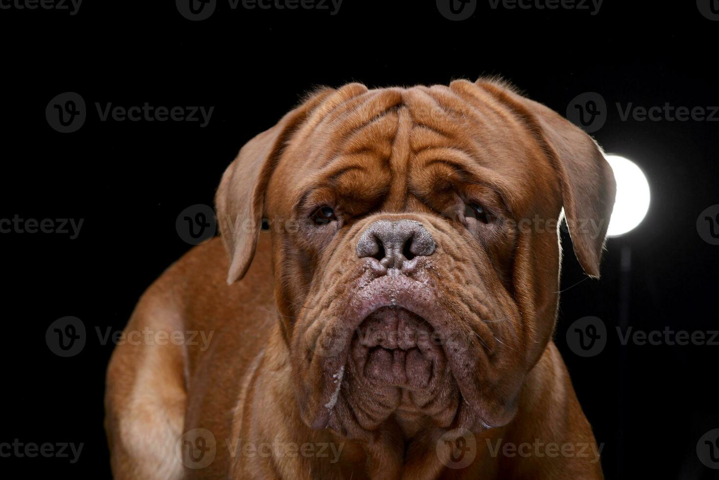 Portrait of an adorable Dogue de Bordeaux photo