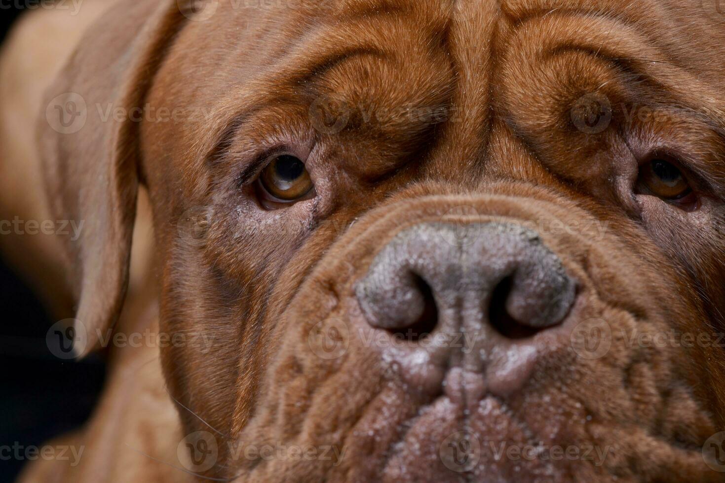 Close portrait of an adorable Dogue de Bordeaux photo