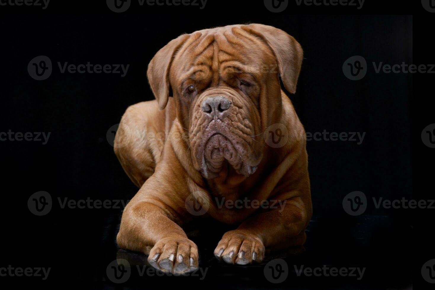 Studio shot of an adorable Dogue de Bordeaux photo