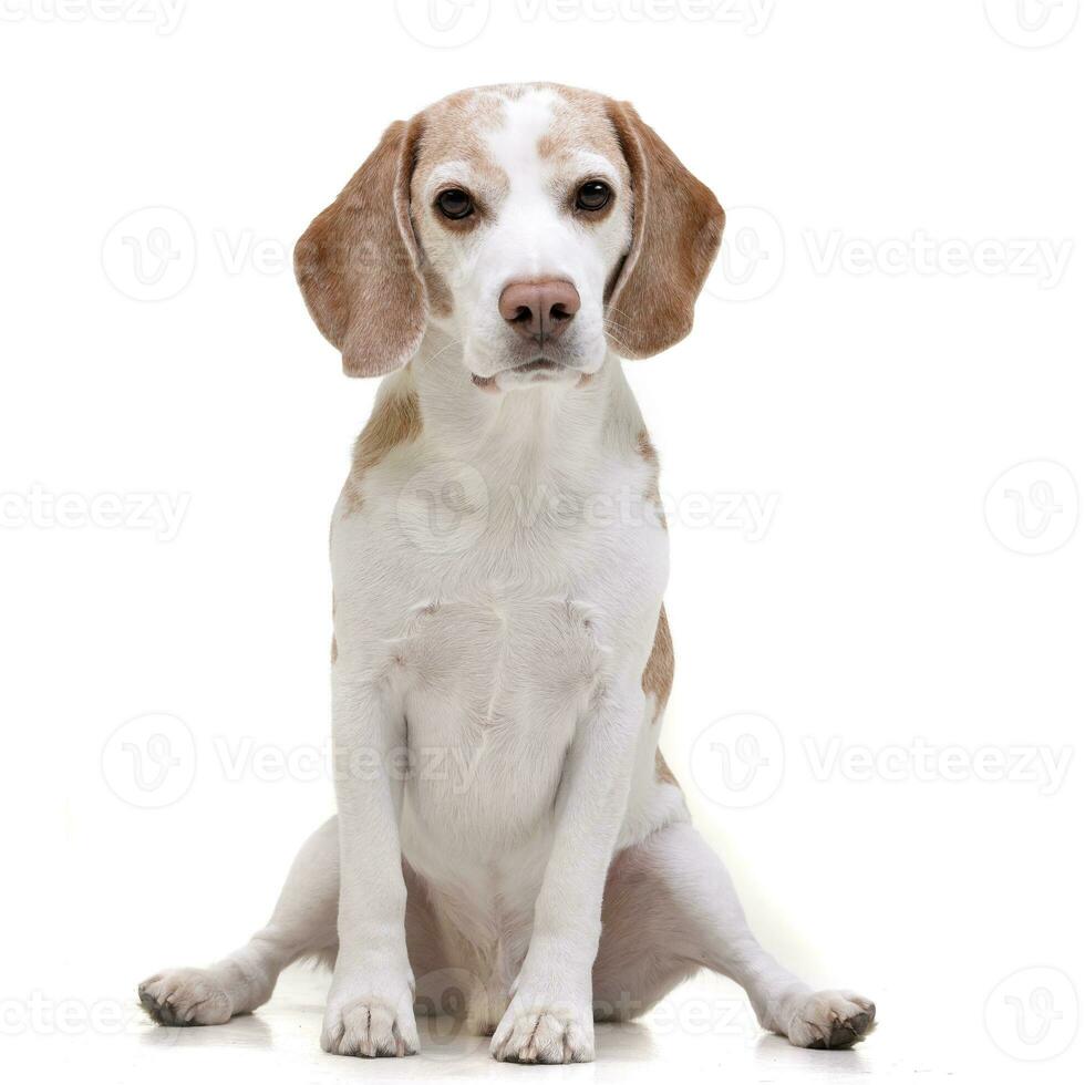 Studio shot of an adorable Beagle photo