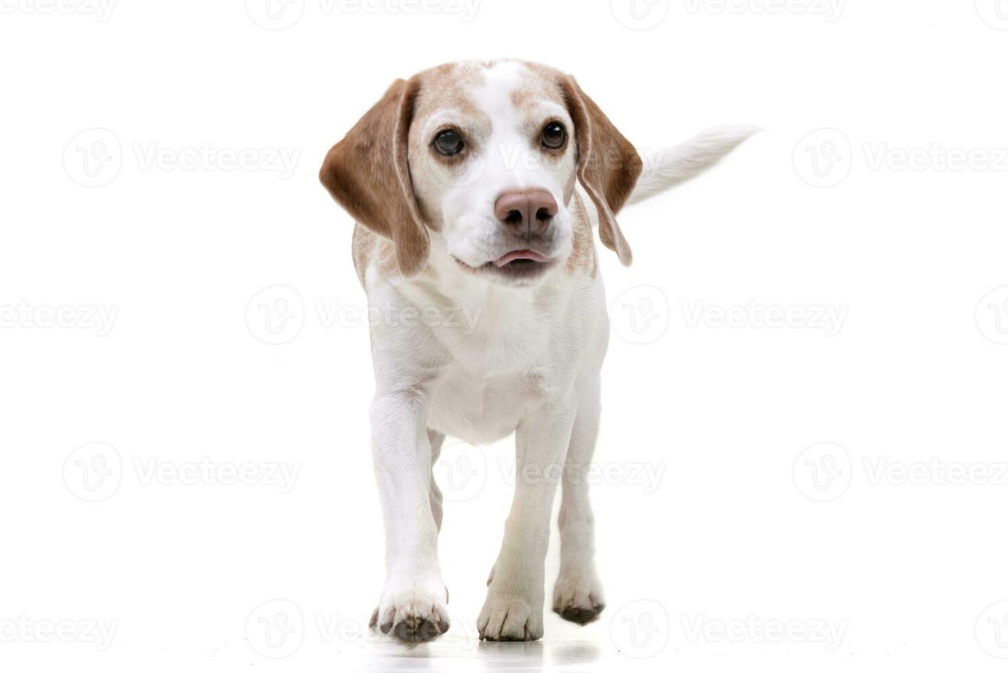 Studio shot of an adorable Beagle photo