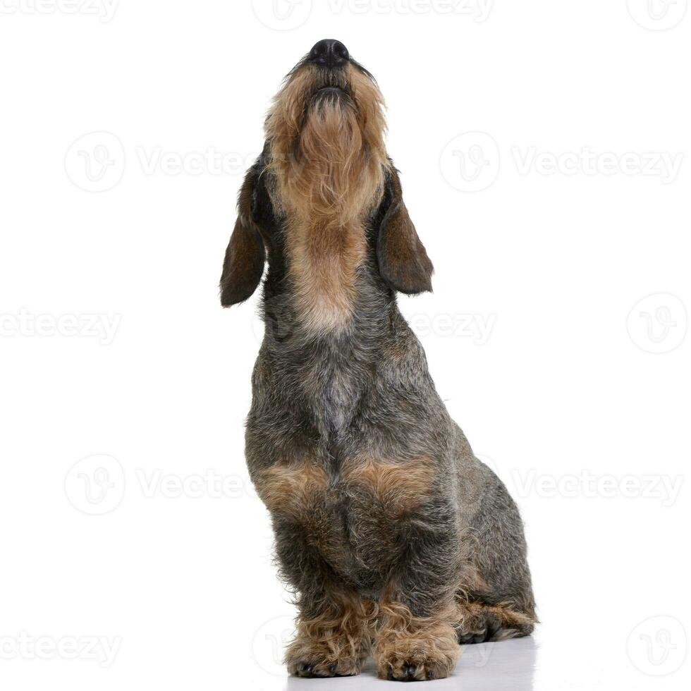 Studio shot of an adorable Dachshund photo