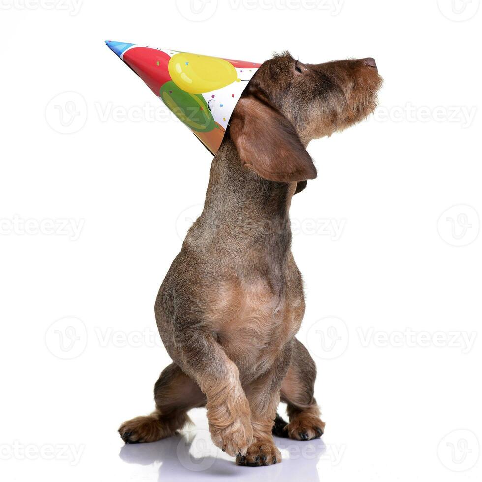 A cute Dachshund puppy with a funny paper hat photo