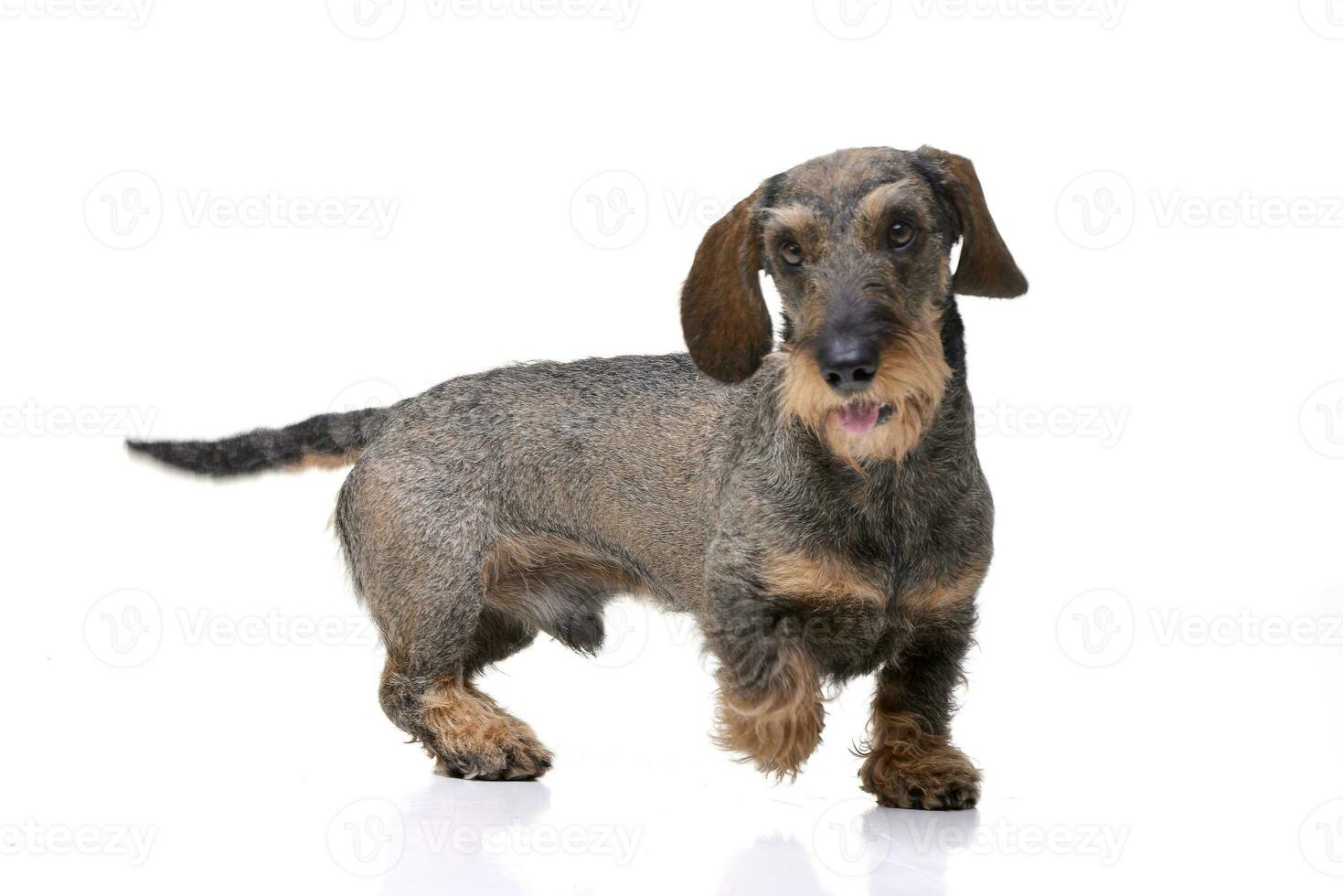 Studio shot of an adorable Dachshund photo