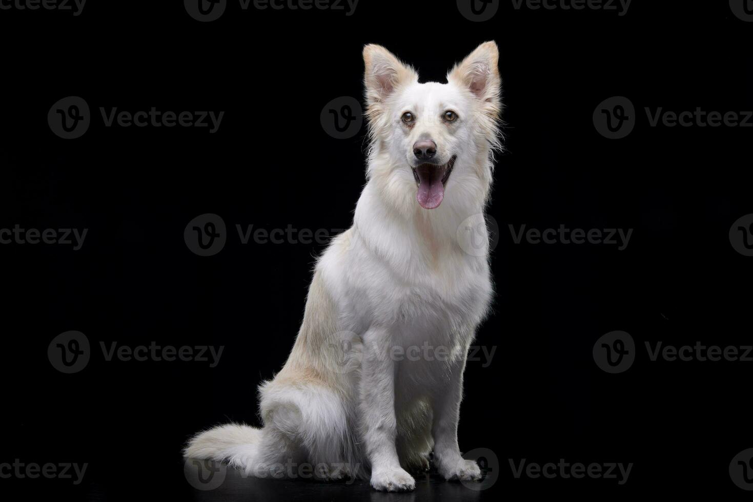 Studio shot of an adorable mixed breed dog photo