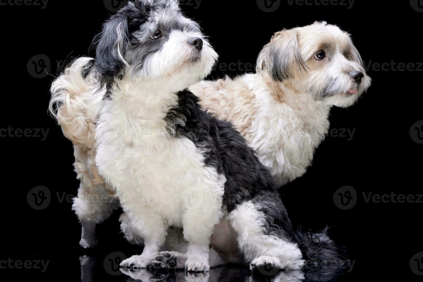 Studio shot of two adorable Havanese dog photo