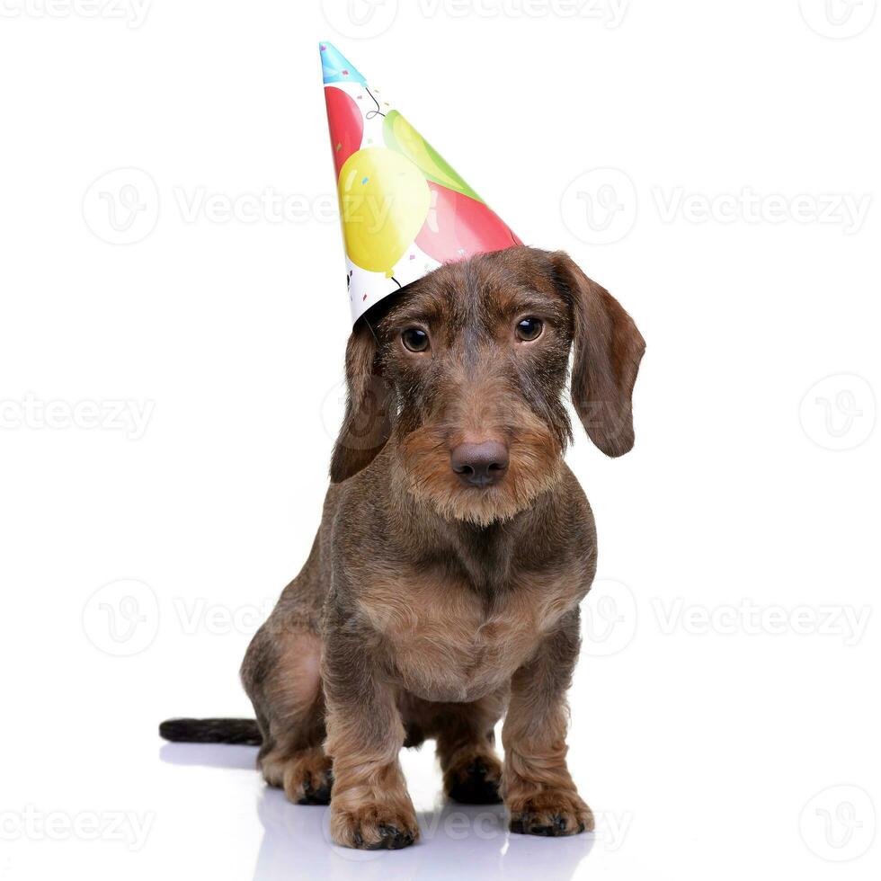 A cute Dachshund puppy with a funny paper hat photo