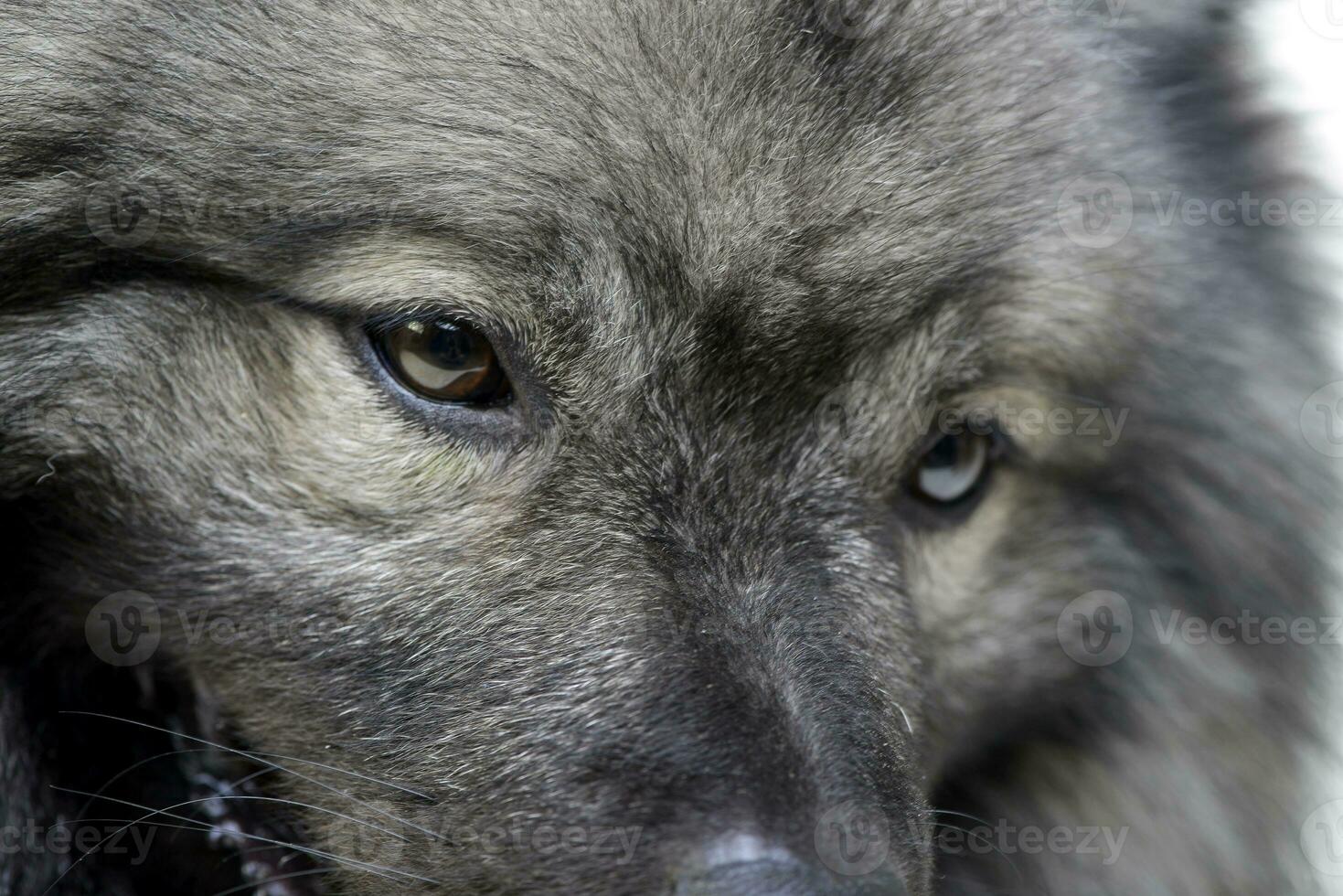 Portrait of an adorable wolf spitz photo