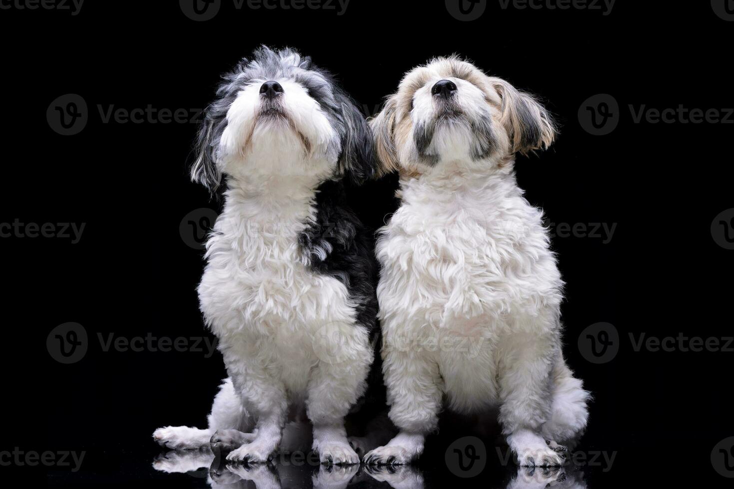 Studio shot of two adorable Havanese dog photo