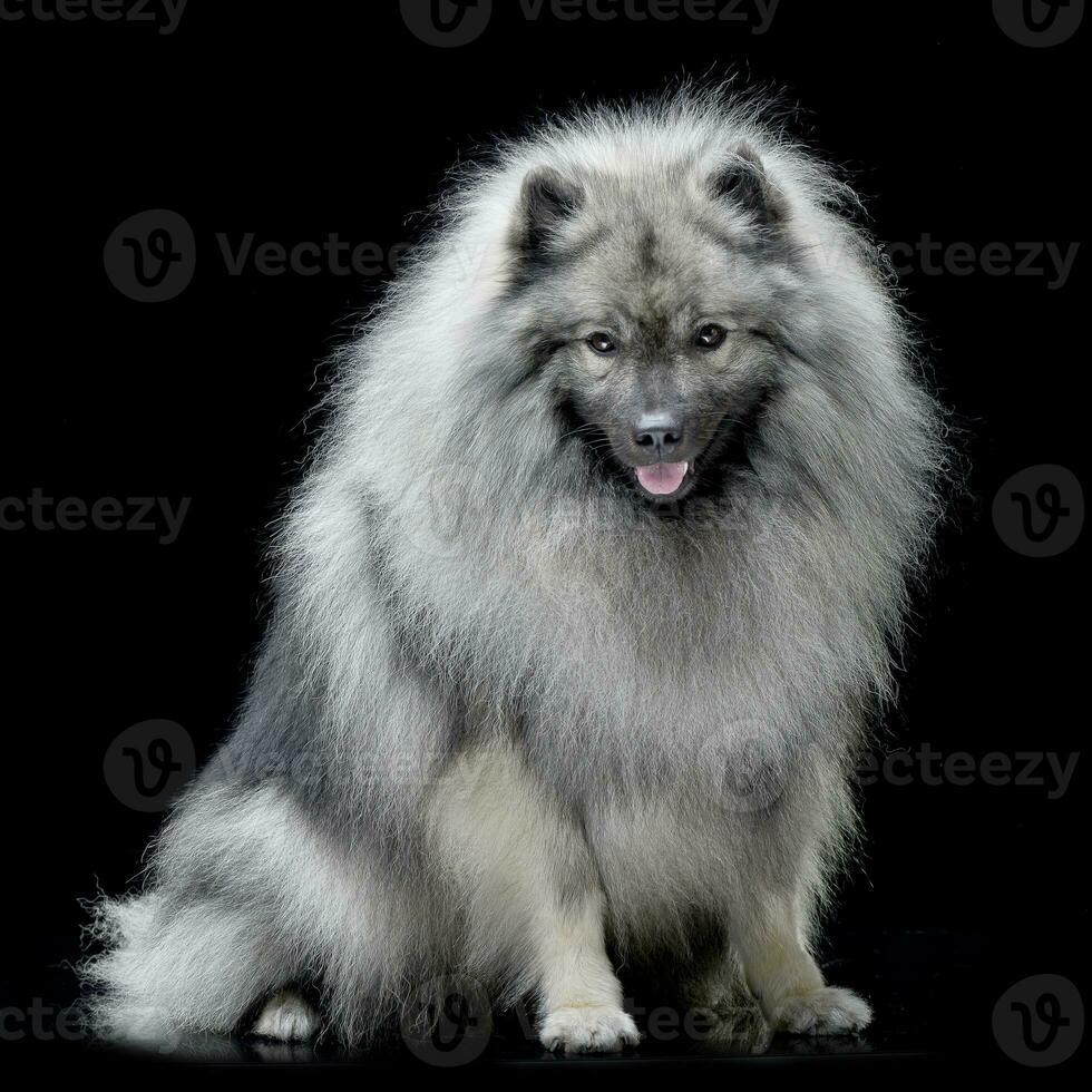 Studio shot of an adorable wolf spitz photo