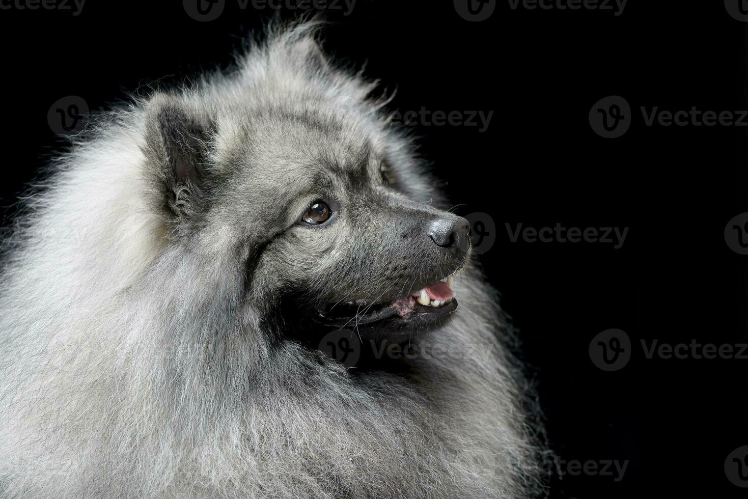 Portrait of an adorable wolf spitz photo