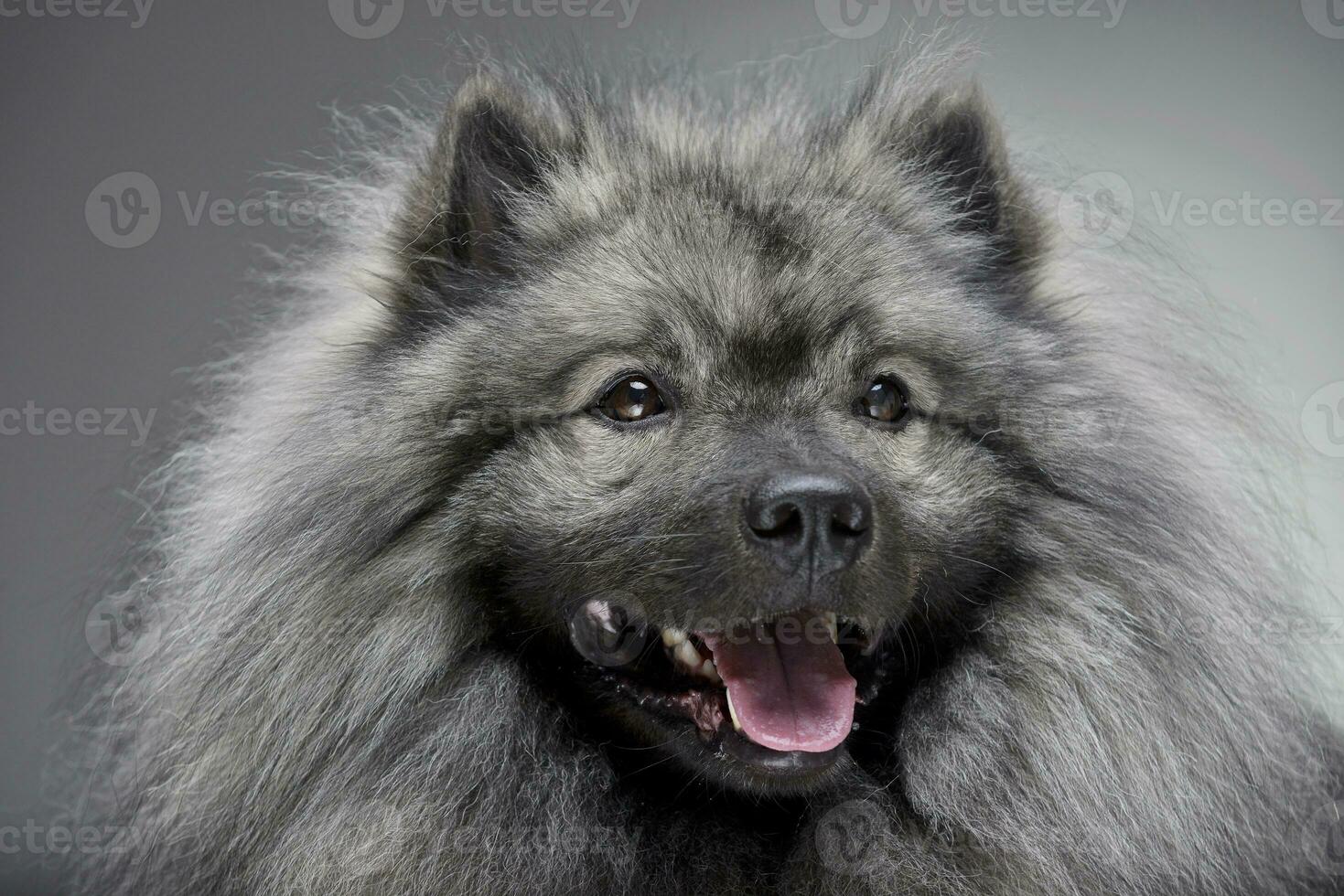 Portrait of an adorable wolf spitz photo