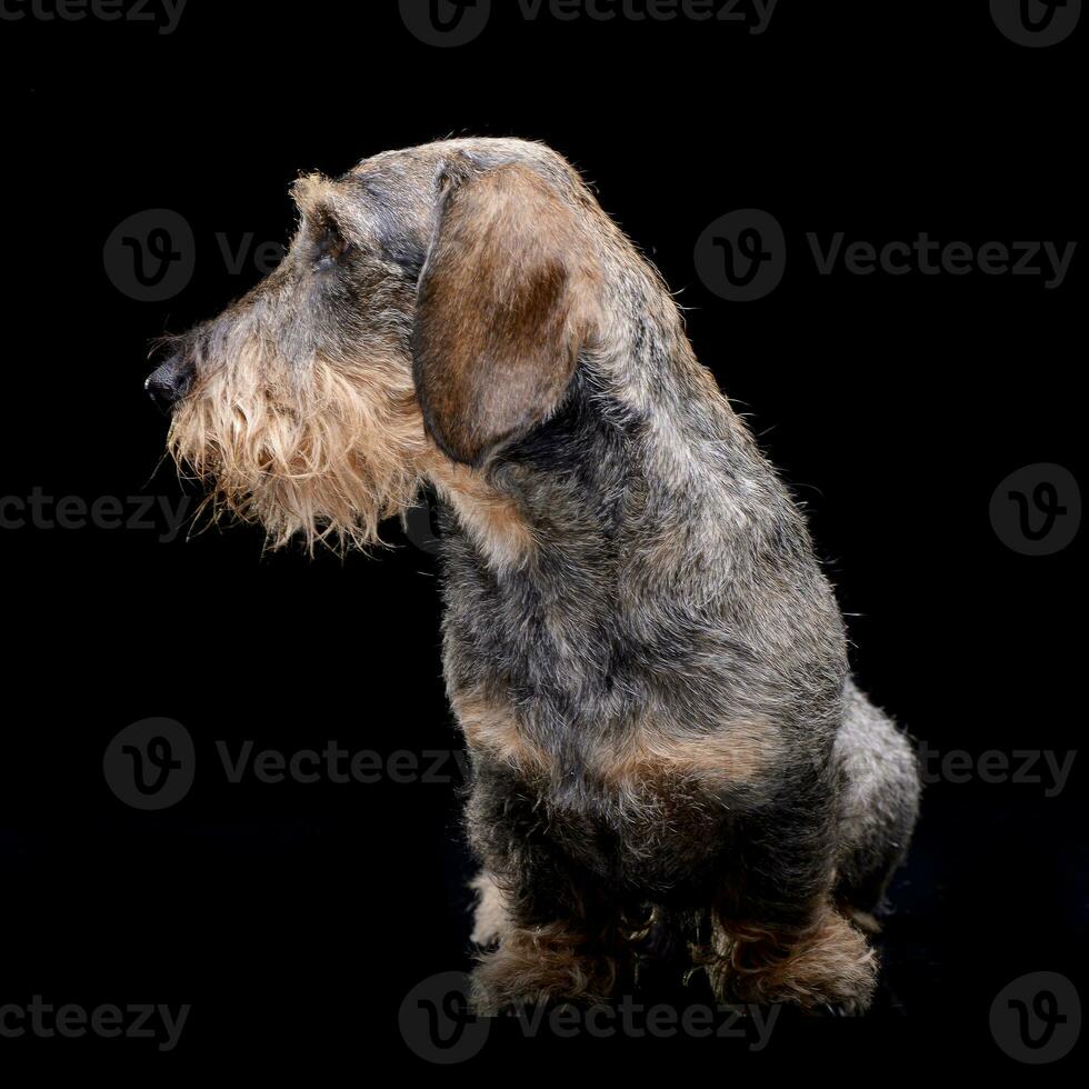 Studio shot of an adorable Dachshund photo