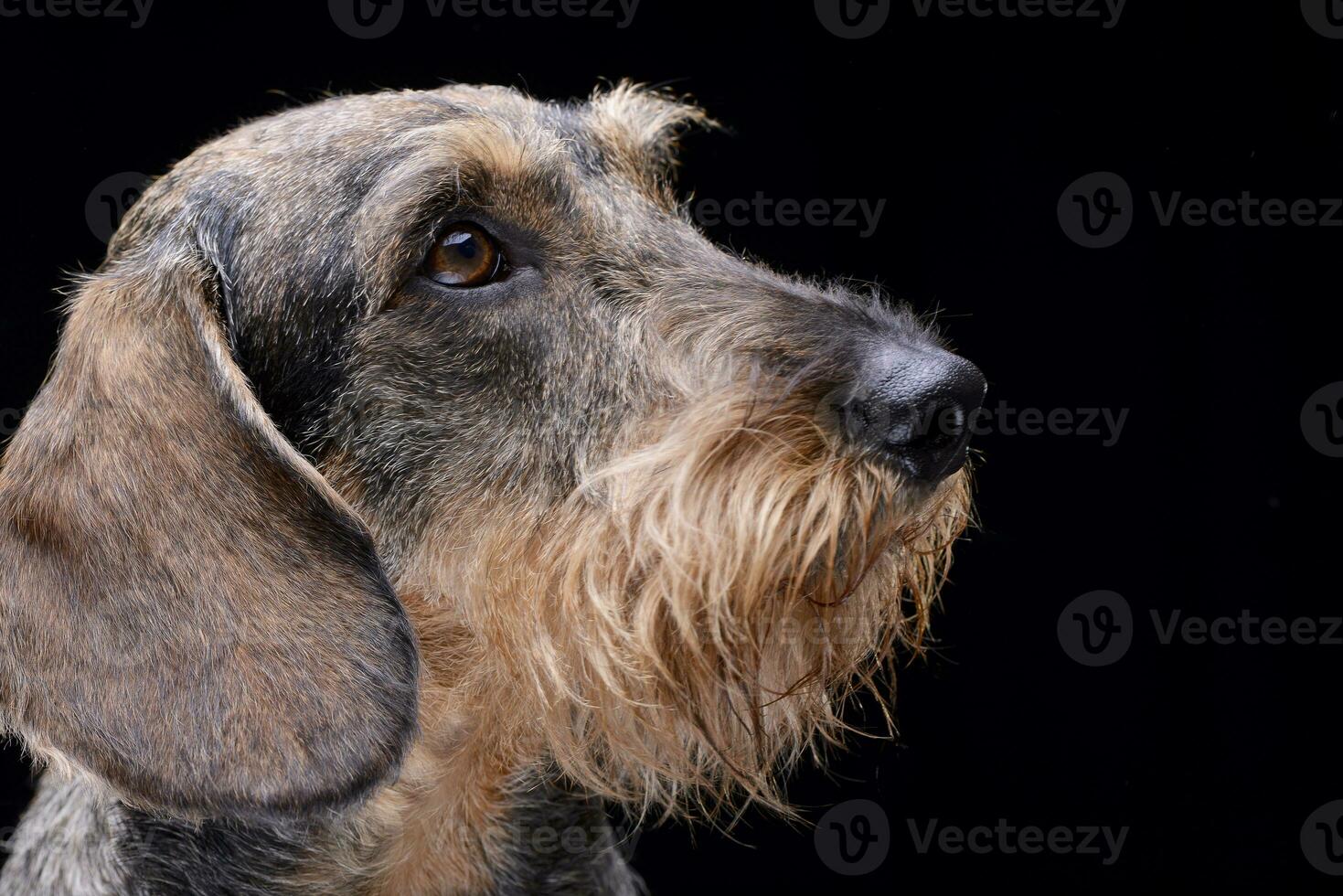 Portrait of an adorable Dachshund photo