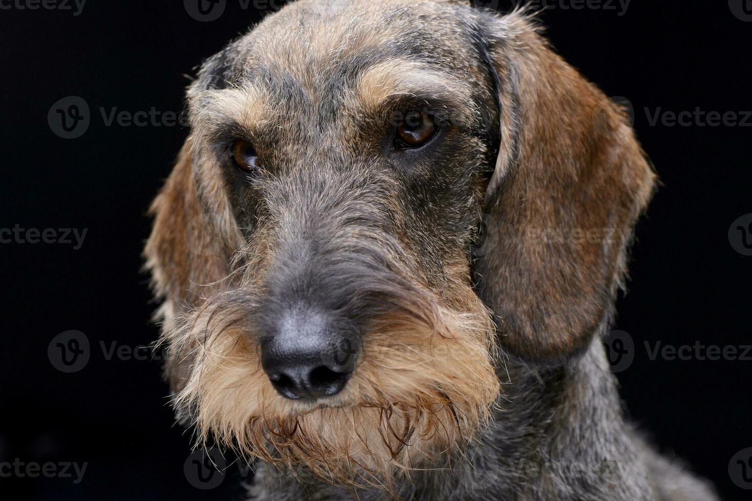 Portrait of an adorable Dachshund photo
