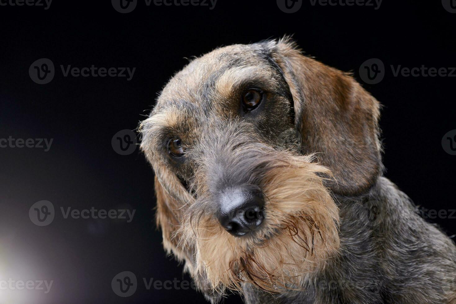 Portrait of an adorable Dachshund photo