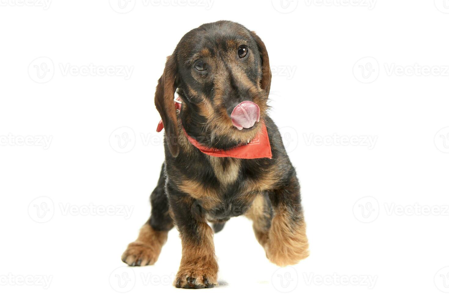 Studio shot of an adorable Dachshund photo