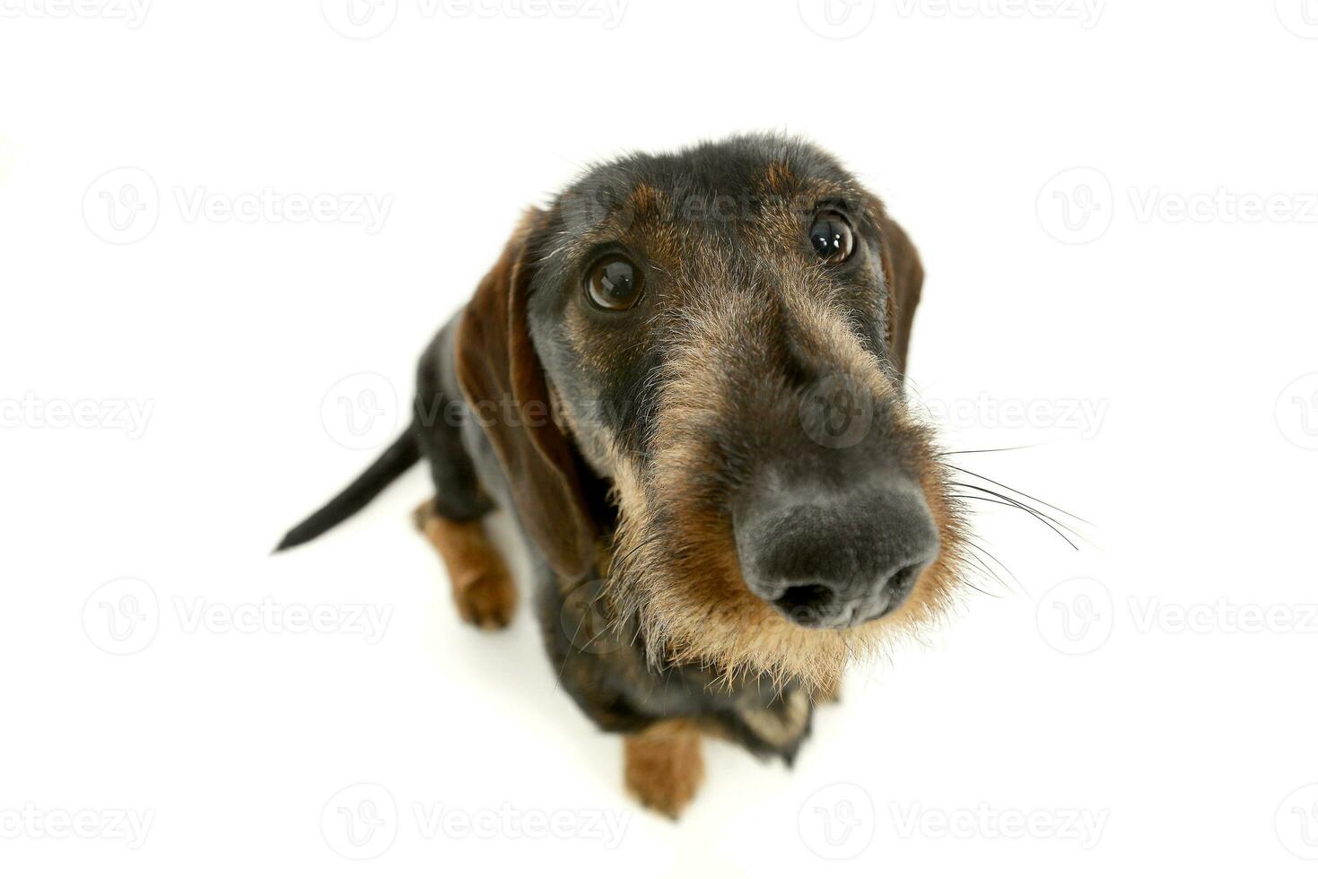 Studio shot of an adorable Dachshund photo