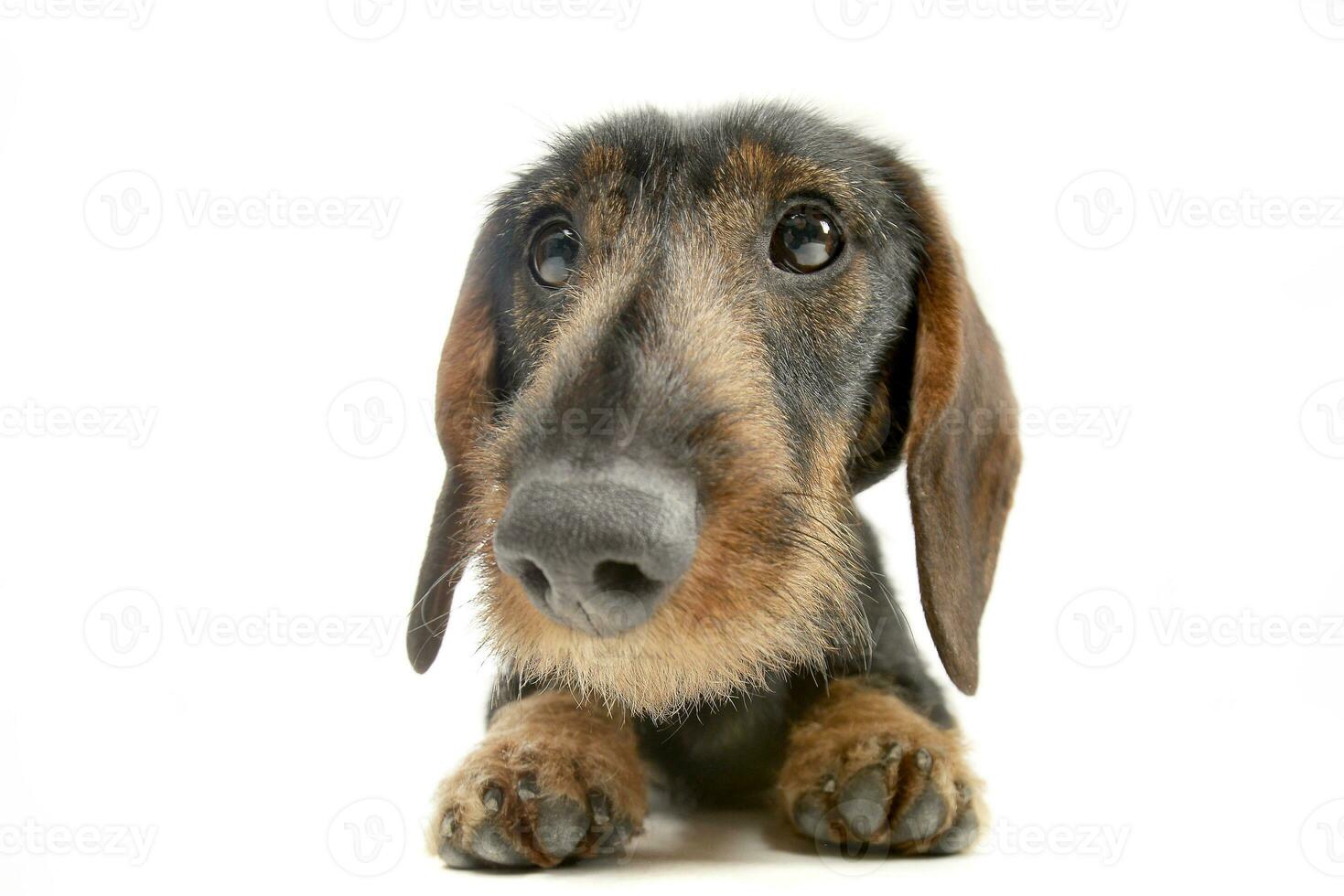 Studio shot of an adorable Dachshund photo