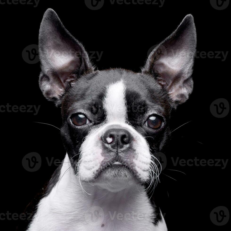 retrato de un adorable bostón terrier foto