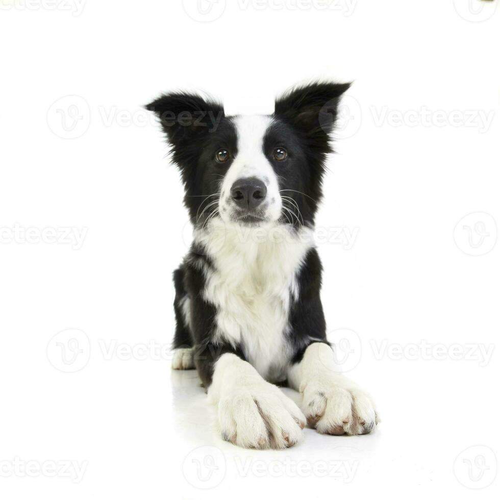 Studio shot of an adorable Border Collie photo