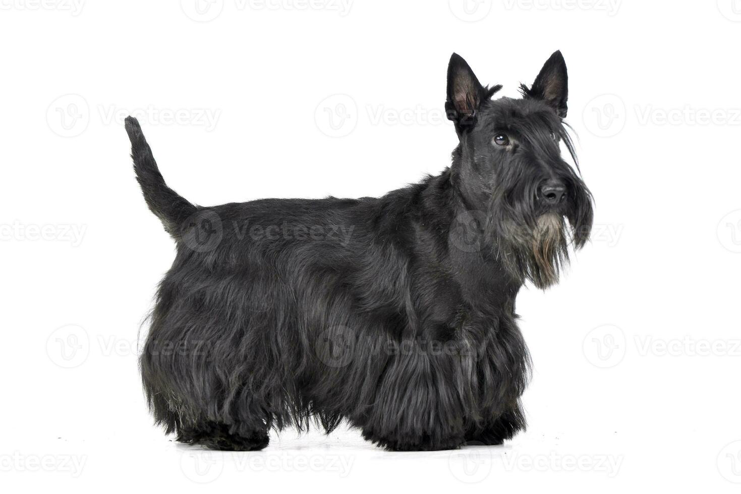 Studio shot of an adorable Scottish terrier photo