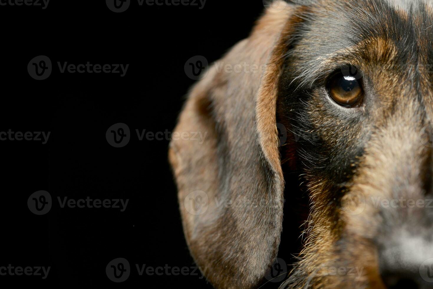 Portrait of an adorable Dachshund photo