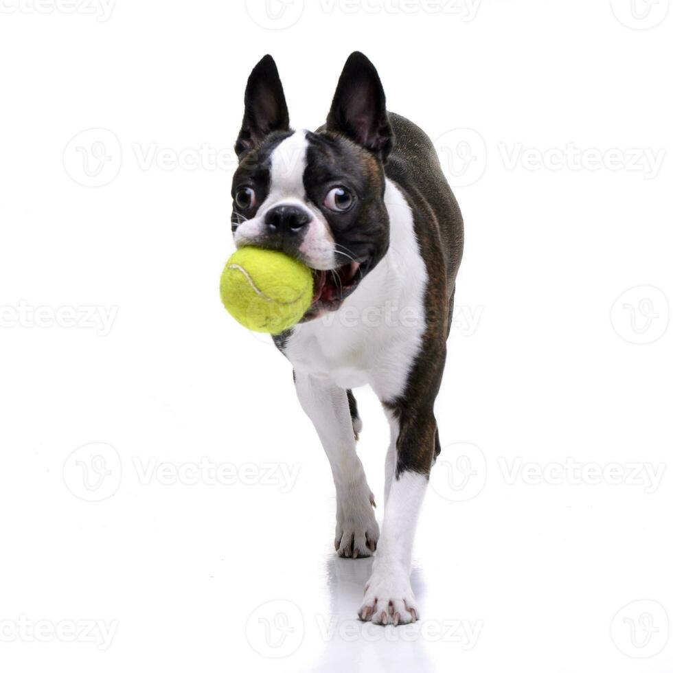 un adorable bostón terrier jugando con un tenis pelota foto