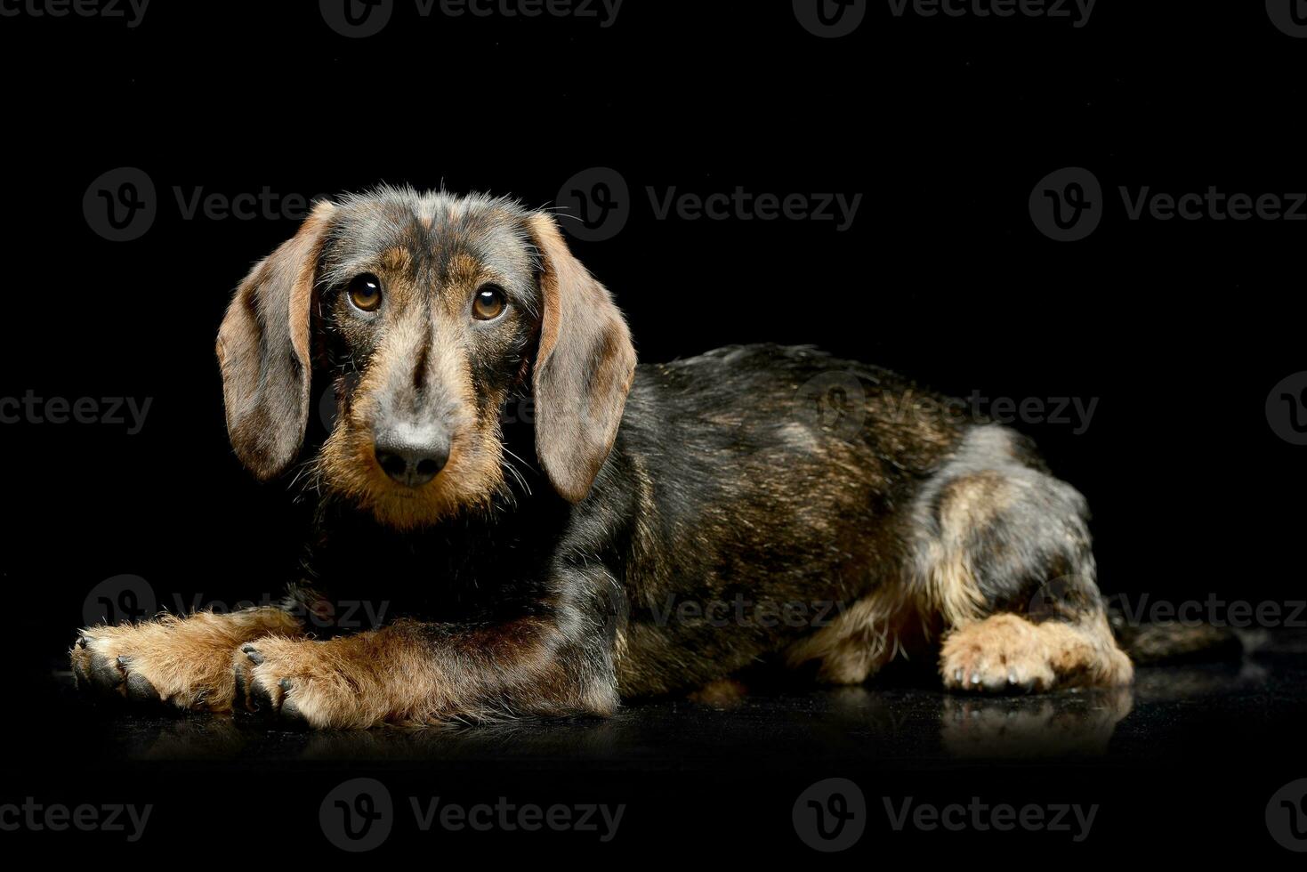 Studio shot of an adorable Dachshund photo