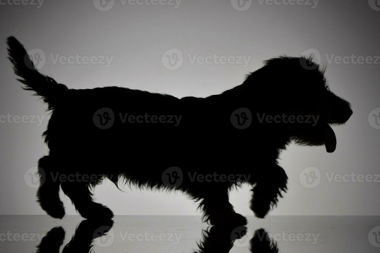 Silhouette of an adorable Dachshund photo