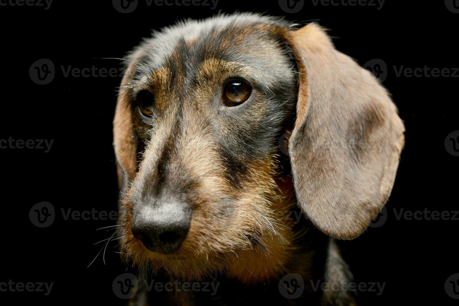 Portrait of an adorable Dachshund photo