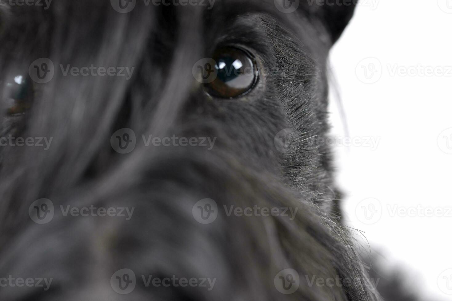 Portrait of an adorable Scottish terrier photo