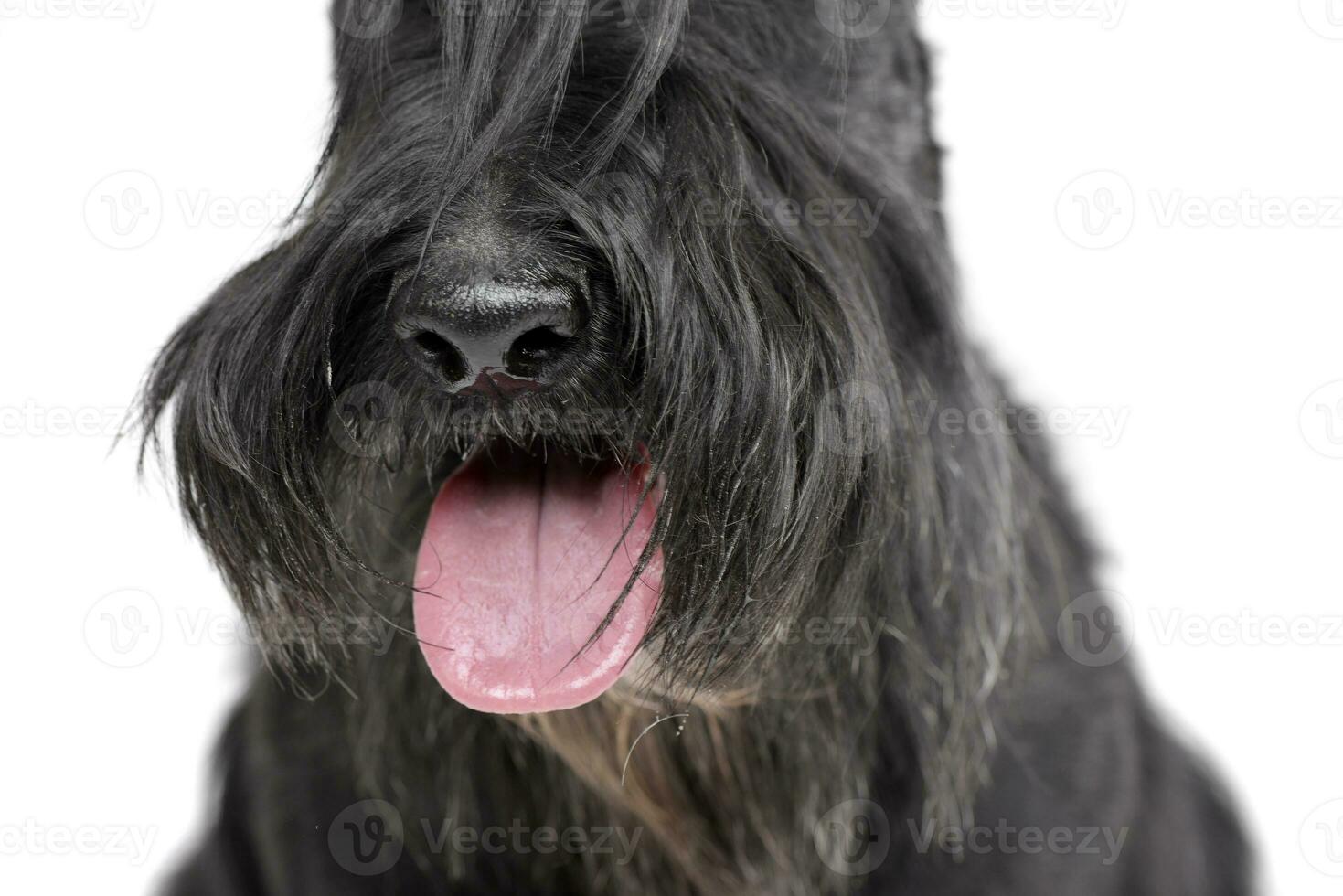 Portrait of an adorable Scottish terrier photo