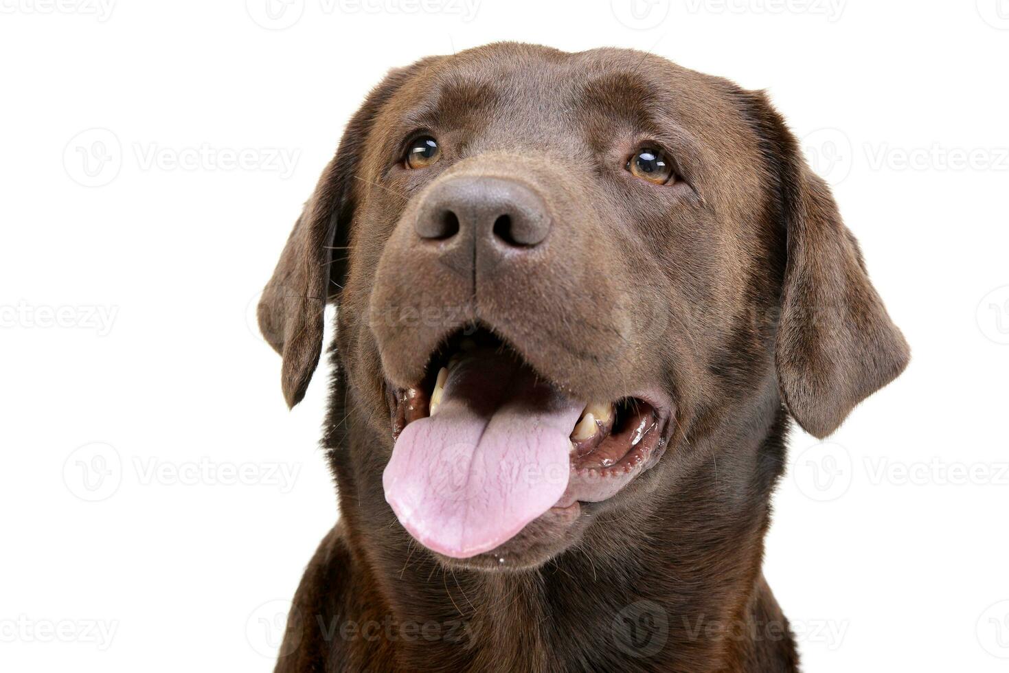 Portrait of an adorable Labrador retriever photo
